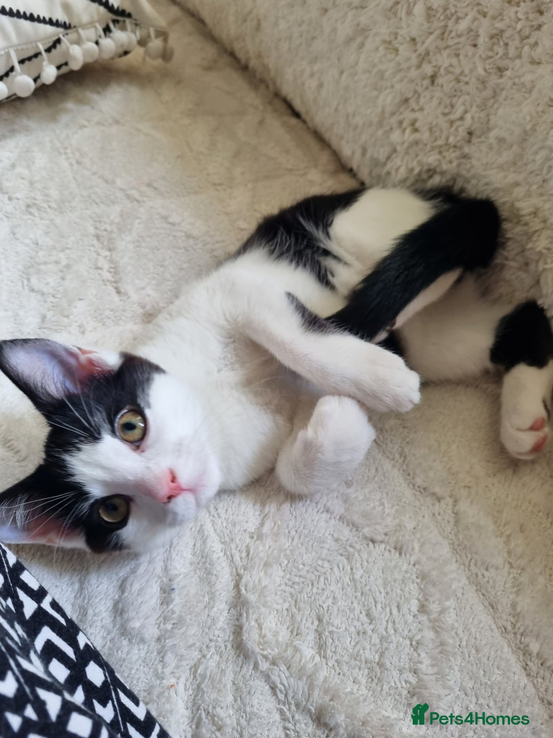 Mixed Breed cats for sale: 1 girl left of litter, ready for new home.  - Image 3