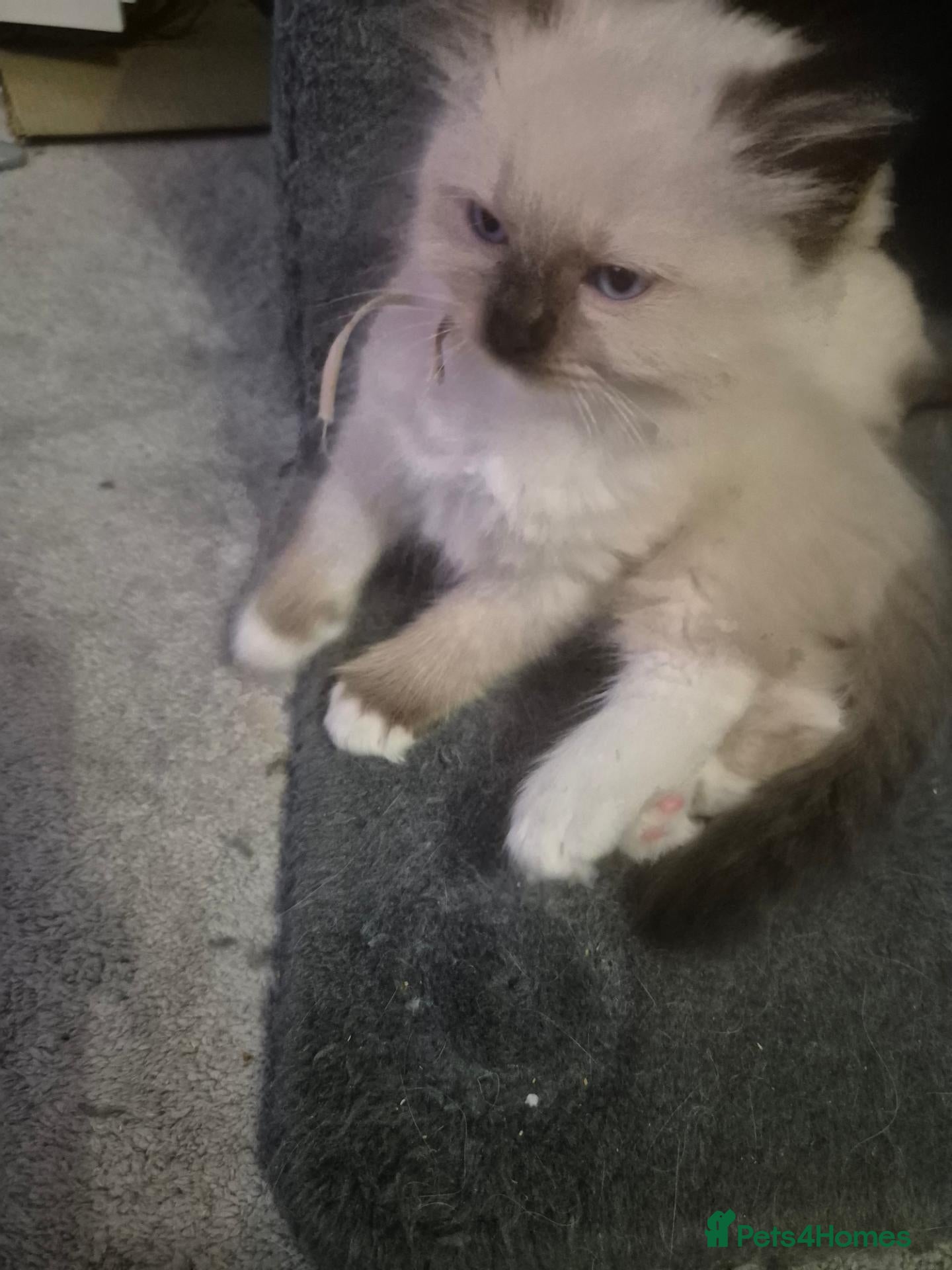 Ragdoll cats Reduced ragdoll kitten 1 beautiful female left  - Advert 1