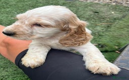 Cocker Spaniel dogs for sale: Beautiful show type cocker spaniels  in York - Image 17