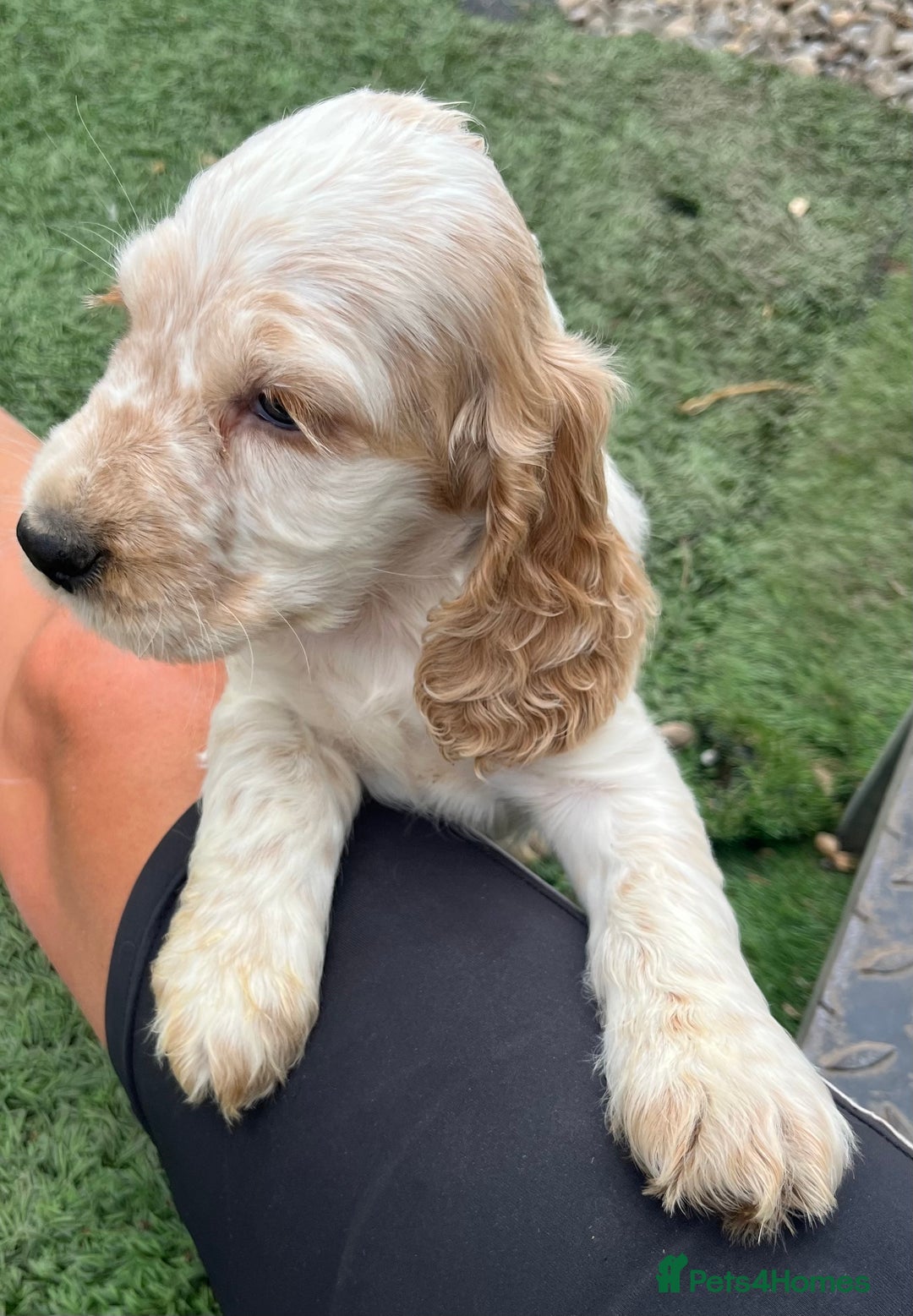Cocker Spaniel dogs for sale: Beautiful show type cocker spaniels  in York - Image 17