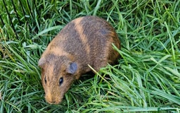 Guinea Pig rodents for sale: Guinea pigs  - Image 4