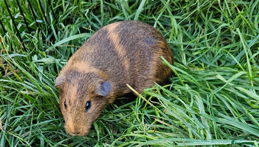 Guinea Pig rodents for sale: Guinea pigs  - Image 4