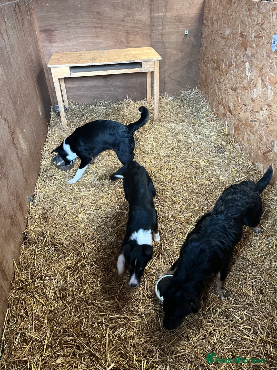 Mixed Breed dogs for sale: 4 month old pups  - Advert 3