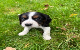 Sprocker dogs for sale: 🧡 Sprocker Puppies 💛 - Image 10