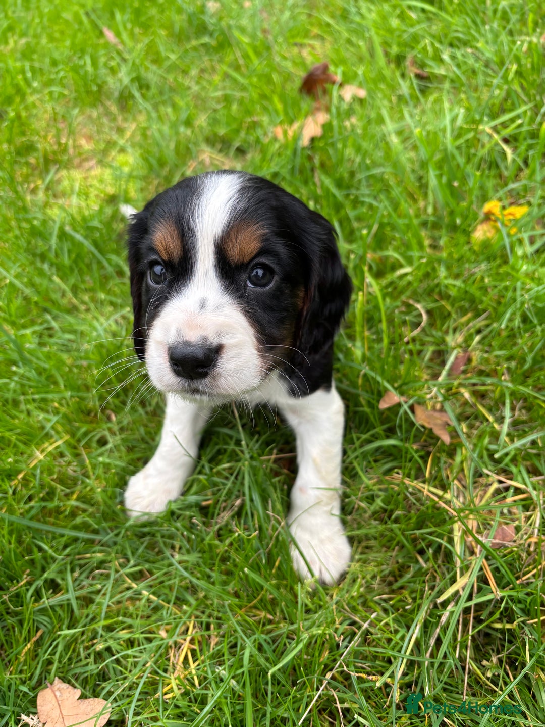 Sprocker dogs for sale: 🧡 Sprocker Puppies 💛 - Image 10