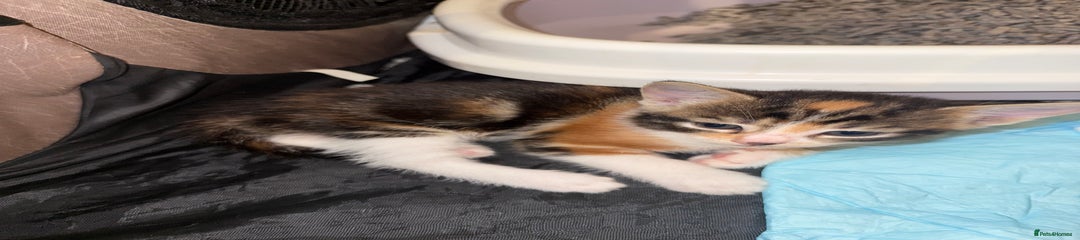 Female kitten 