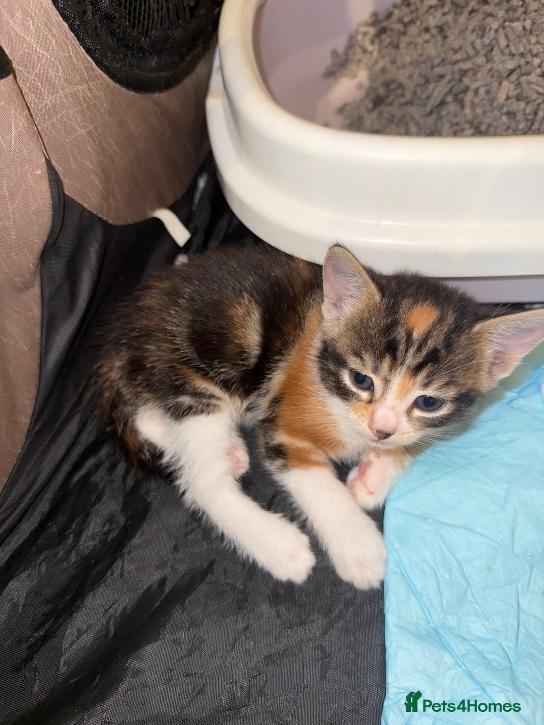 Mixed Breed cats for sale: 4 Gorgeous Kittens Ready for Their Forever Homes! - Image 9