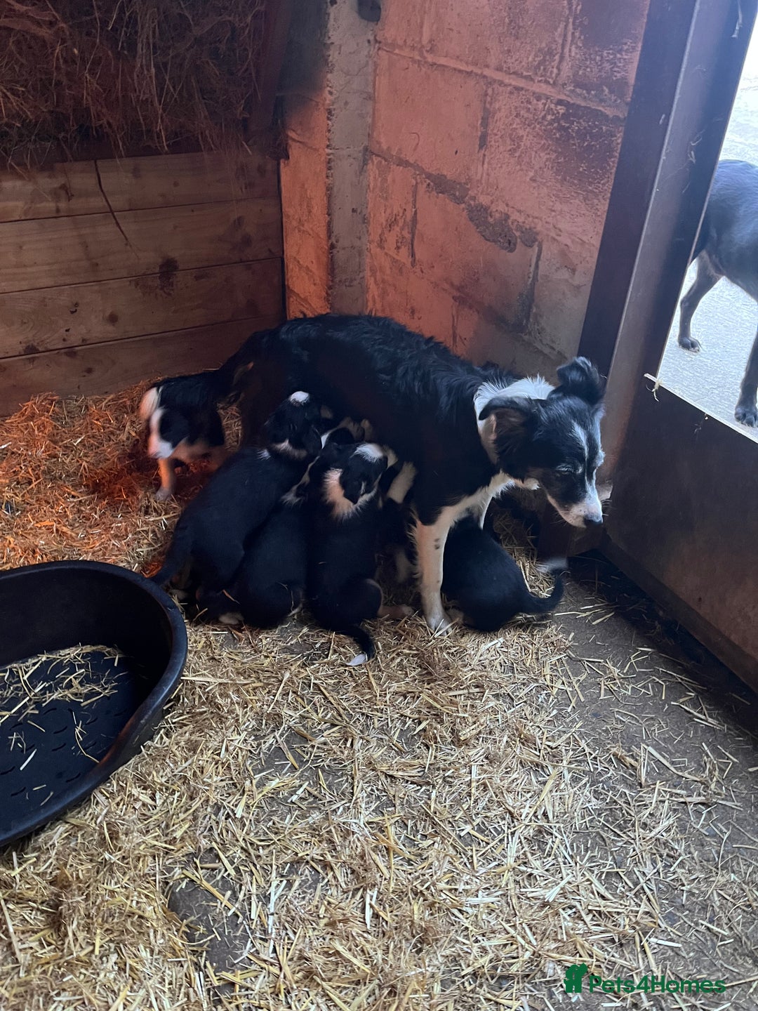 Border Collie dogs for sale: Beautiful working collies  - Advert 5