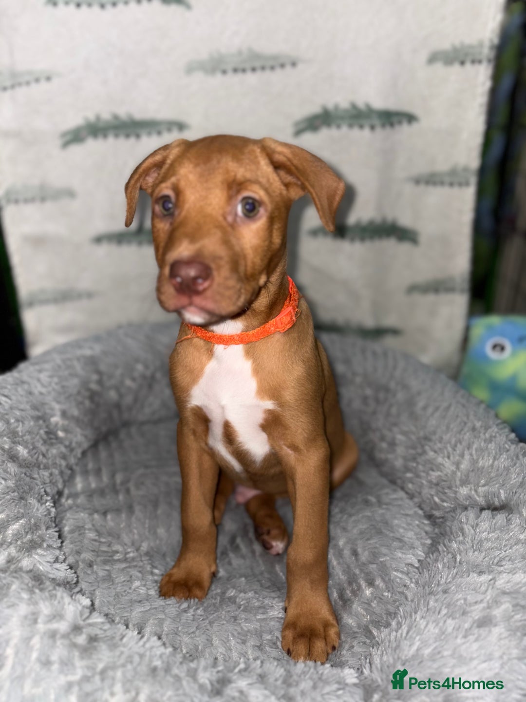 Mixed Breed dogs for sale: 6 Beautiful Fur Babies - Image 5