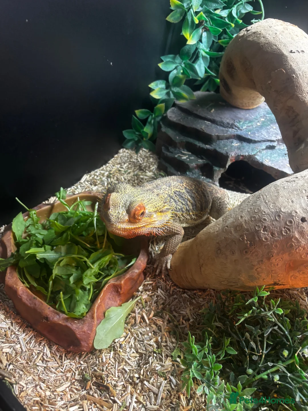 Bearded Dragon reptiles for sale: Bearded Dragon for sale - Advert 2