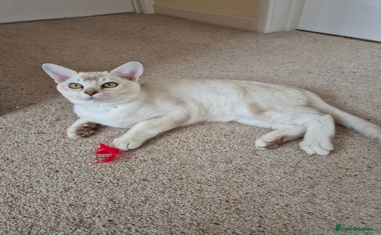 Burmilla cats - Advert 1