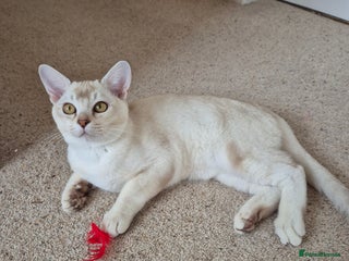 Burmilla cats Chocolate Silver Shaded Male Burmilla Kitten - Advert 1