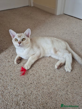 Burmilla cats Chocolate Silver Shaded Male Burmilla Kitten - Advert 1