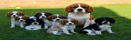 Mixed Breed dogs for sale: Playful Pugalier puppies for sale!  - Advert 4