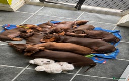 Miniature Dachshund dogs for sale: Miniature Chocolate & Tan Dachshund Quick sale  - Image 22