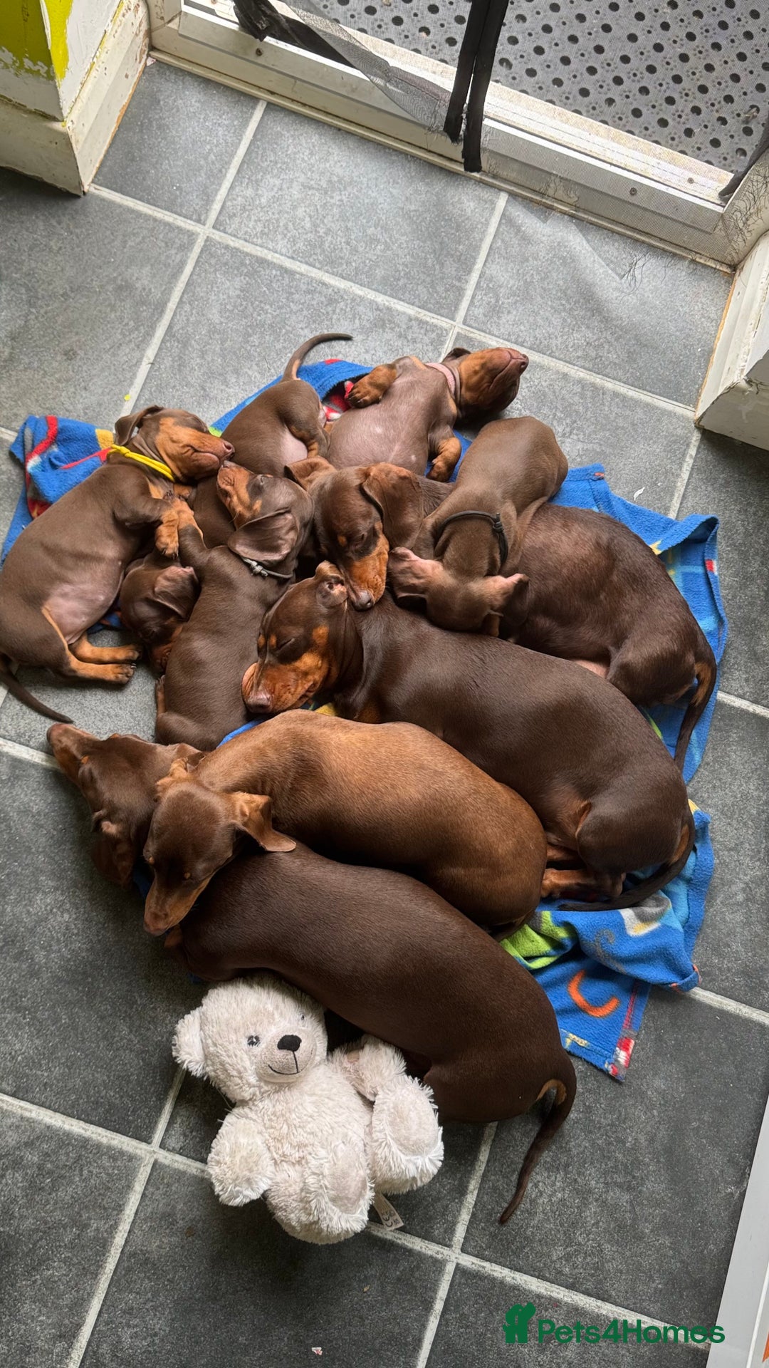 Miniature Dachshund dogs for sale: Miniature Chocolate & Tan Dachshund Quick sale  - Image 22