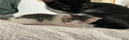 Domestic Shorthair cats for sale: Beautiful kittens ready in 5 weeks - Advert 29