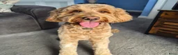 Goldendoodle dogs for sale: 🤎🐶STANDARD GOLDEN/DOUBLEDOODLE PUPPIES🐶🤎 - Advert 13
