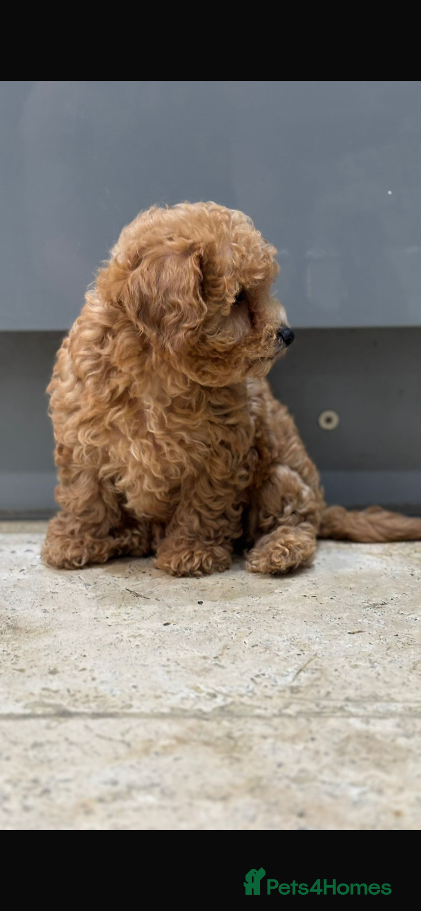 Maltipoo dogs Stunning maltipoo pups  - Advert 3