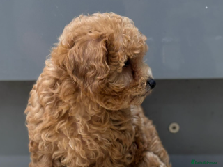 Maltipoo dogs Stunning maltipoo pups - Advert 1