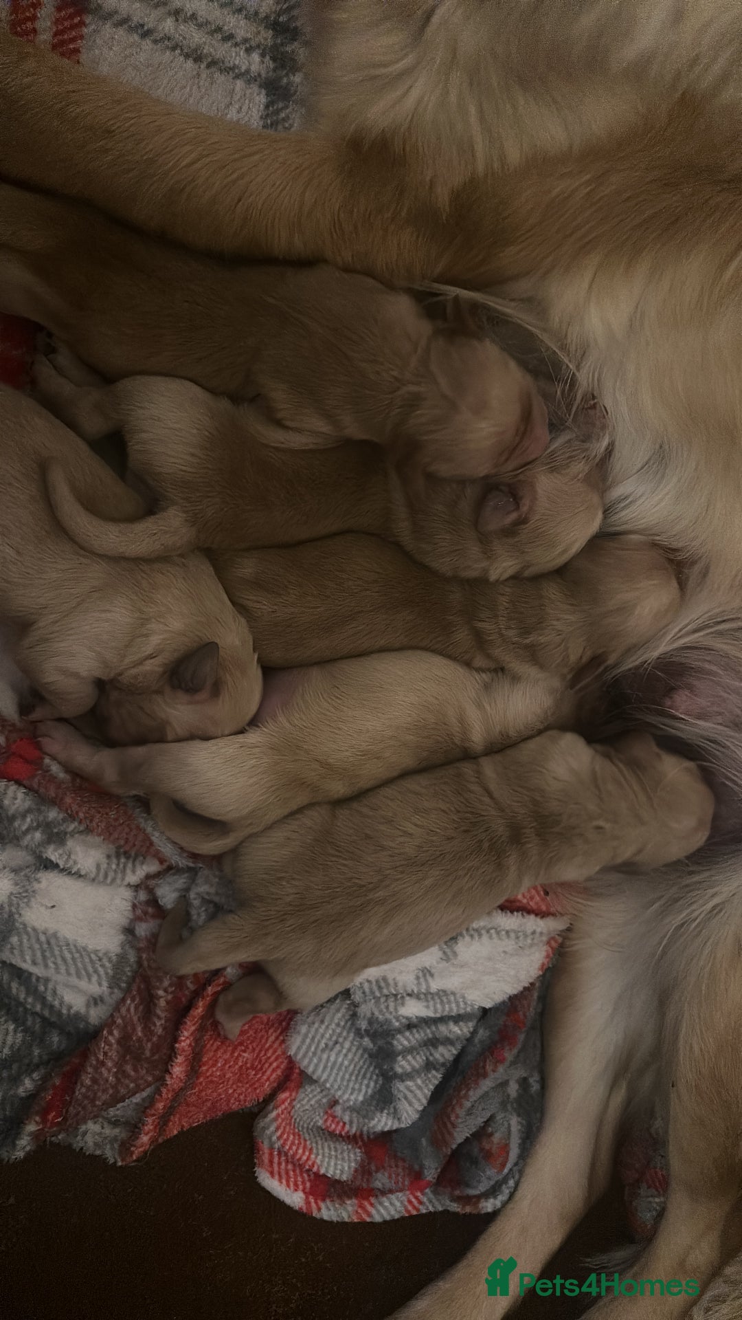 Golden Retriever dogs for sale: Golden retriever puppies kc reg dark - Advert 7