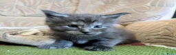 Maine Coon cats for sale: 🐾 GCCF Registered Maine Coon Kitten 🐾 - Advert 3