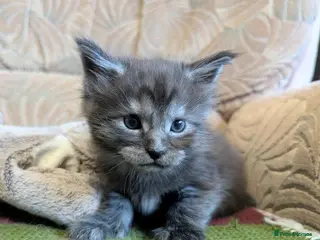 Maine Coon cats 🐾 GCCF Registered Maine Coon Kittens – 2 Boys 🐾 - Advert 3