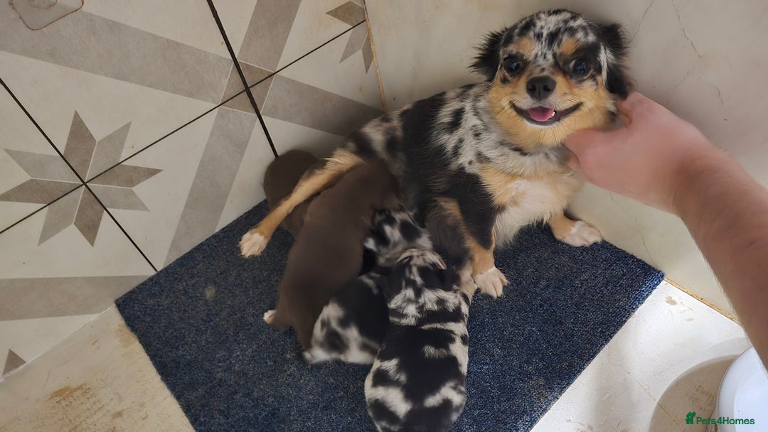 Chihuahua dogs for sale: Chihuahua puppies Russian ancestry with perfect bo - Advert 2