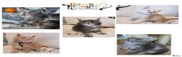 Maine Coon cats for sale: Outstanding Quality TICA reg Kittens - Advert 1