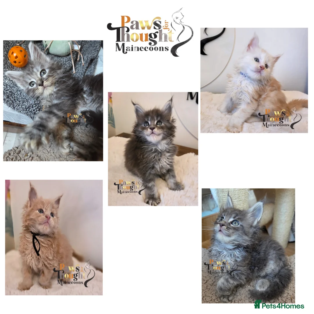 Maine Coon cats for sale: Outstanding Quality TICA reg Kittens - Advert 1