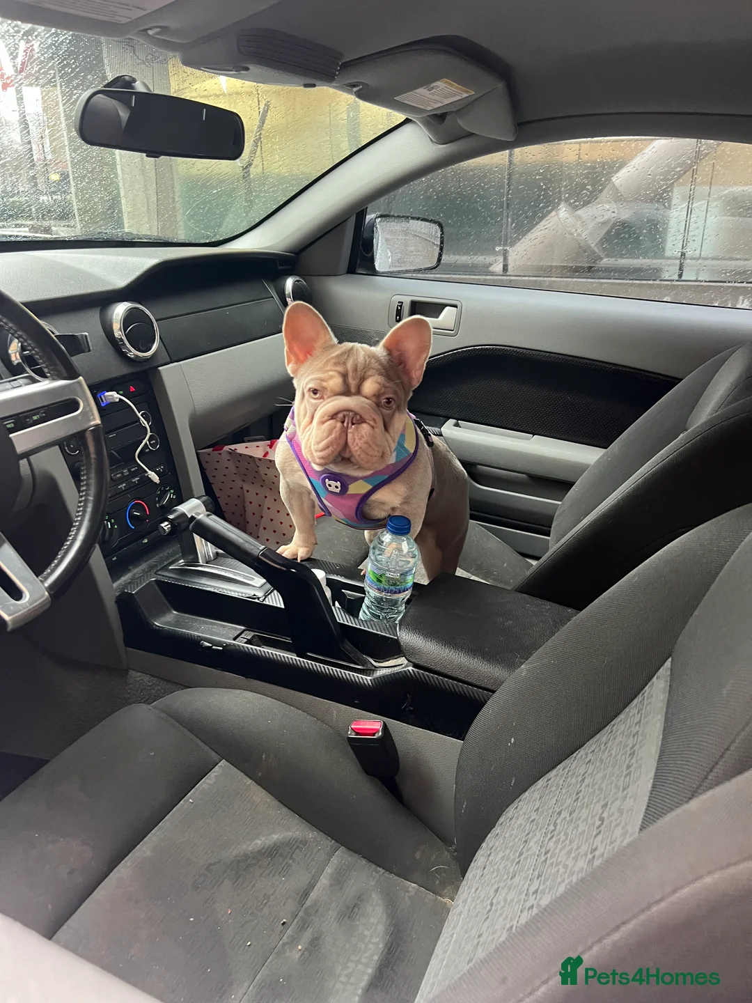 French Bulldog dogs for stud: Sharky  in Stevenage - Advert 2