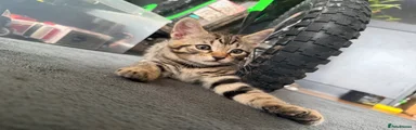Bengal Stripes and Rosettes 