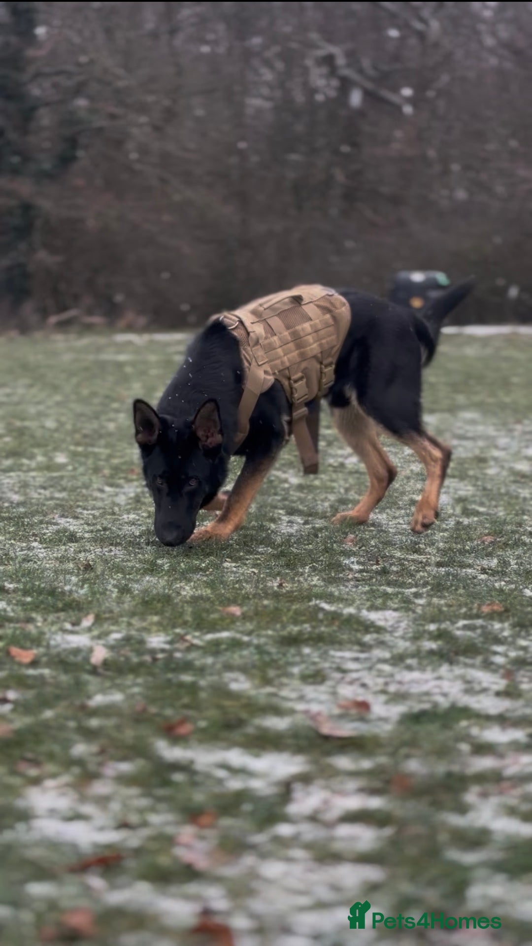 German Shepherd dogs for sale: Working line German shepherd GSD - Advert 4