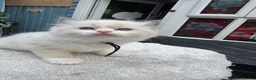 Ragdoll cats for sale: Gccf (champion) ragdoll kittens  - Advert 16