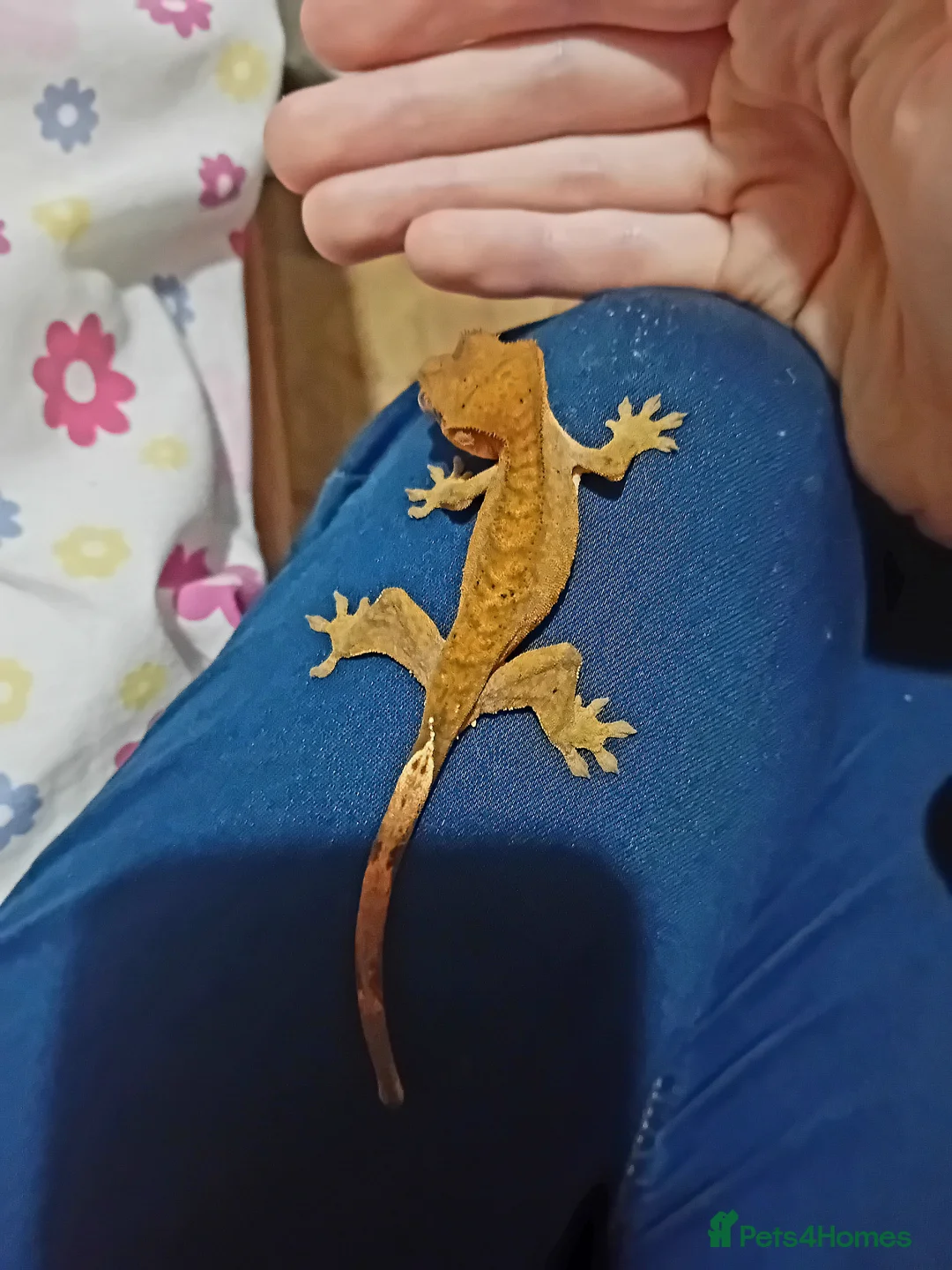Lizard reptiles for sale: Several baby crested geckos for sale - Advert 10