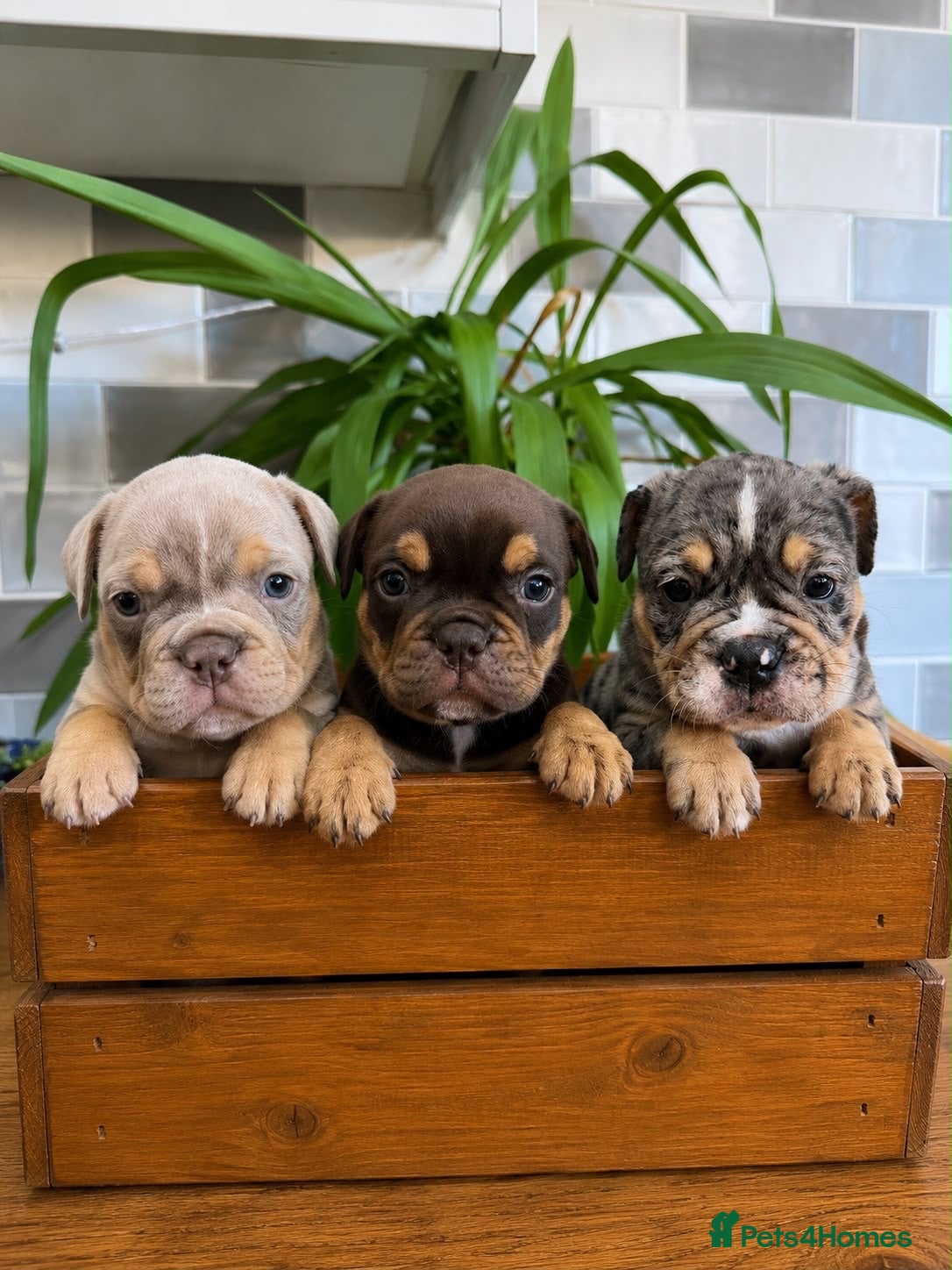 English Bulldog dogs Fabulous Colours Healthy Happy Bulldog Puppies  - Advert 1