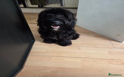 Cocker Spaniel dogs for sale: Romeo  - Image 3