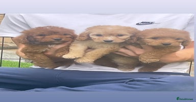Cockapoo dogs - Advert 15