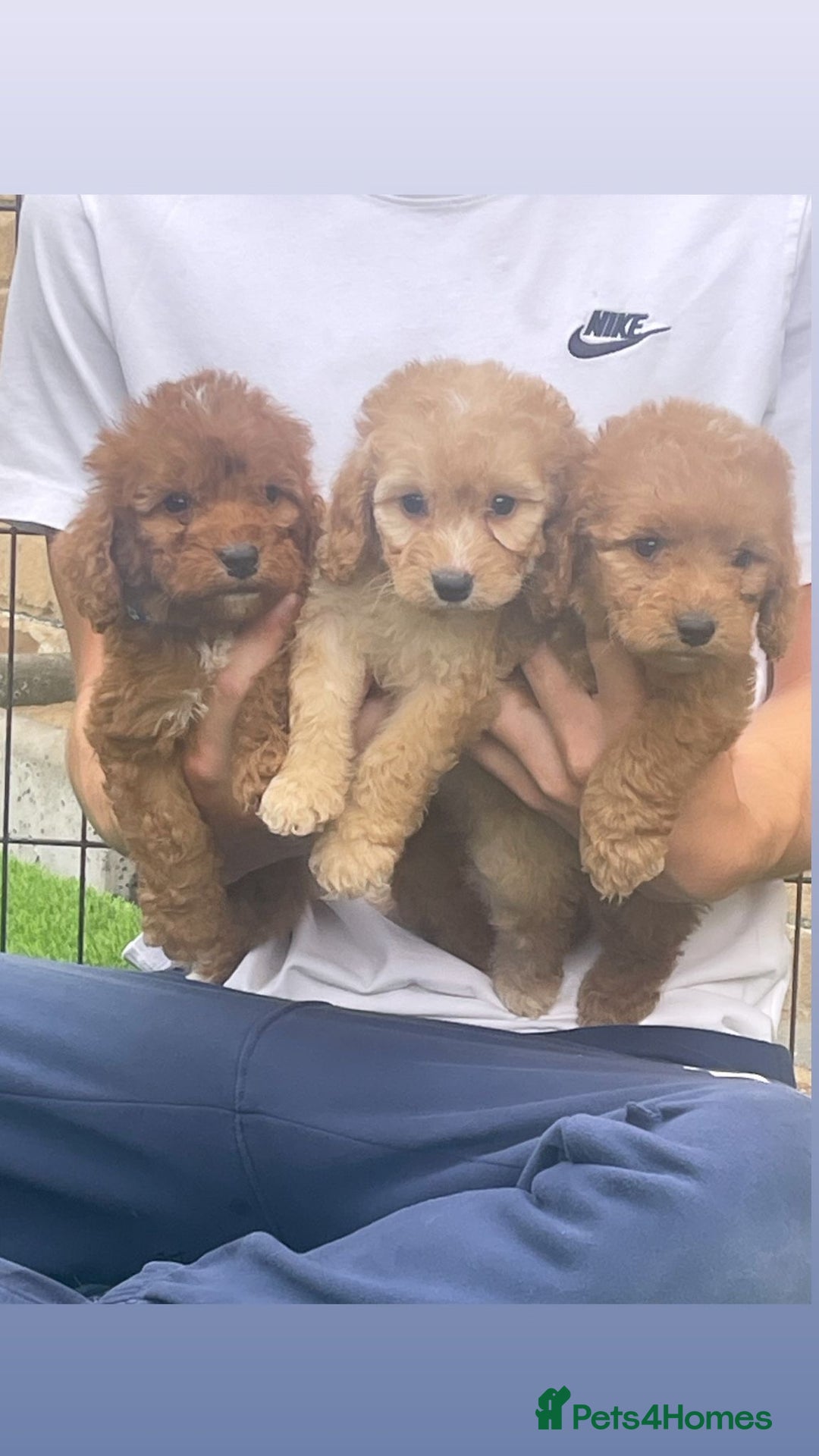 Cockapoo dogs for sale: Cockerpoo Puppies - Image 2