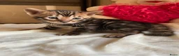 Bengal cats for sale: Bengal Kitten Available  in Edinburgh - Advert 2