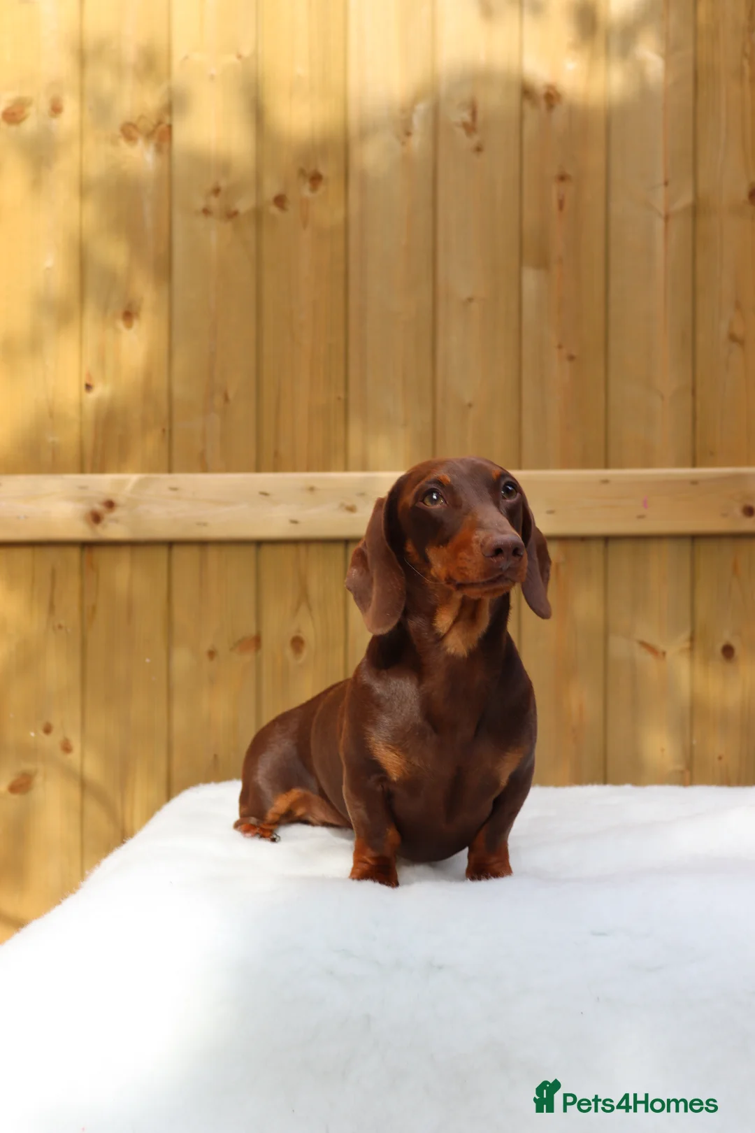 Miniature Dachshund dogs for stud: Chocolate and tan miniature dachshund for stud - Advert 1