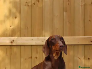 Miniature Dachshund dogs Chocolate and tan miniature dachshund for stud - Advert 20