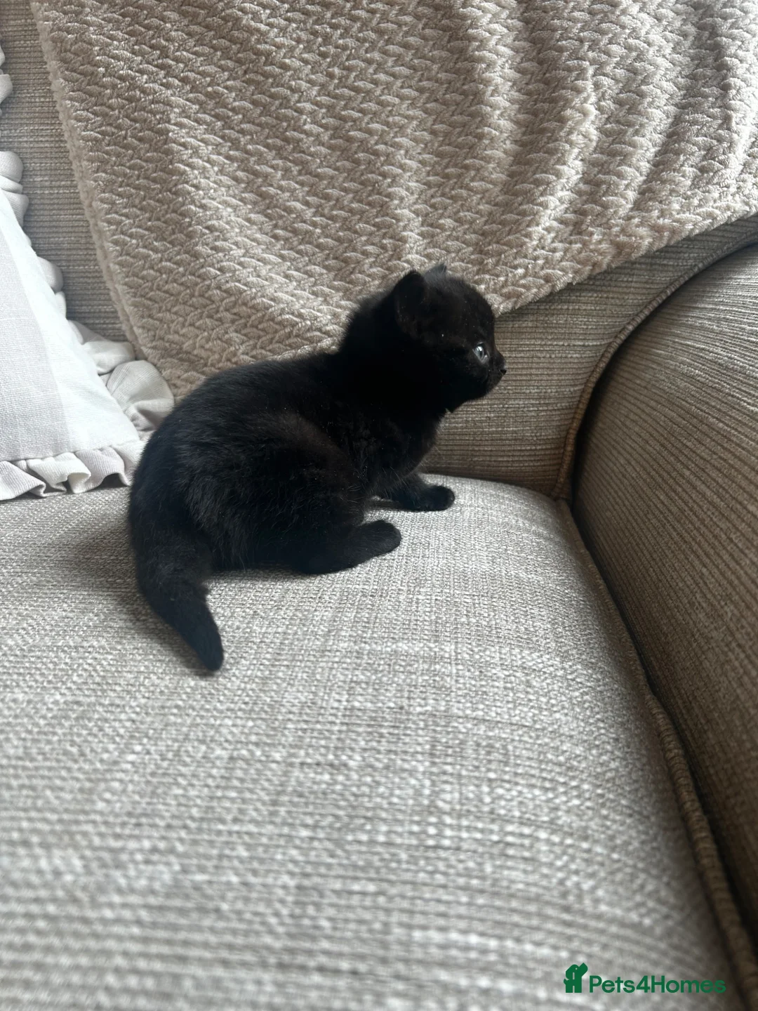 Russian Blue cats for sale: One beautiful girl Russian blue x left    - Advert 5