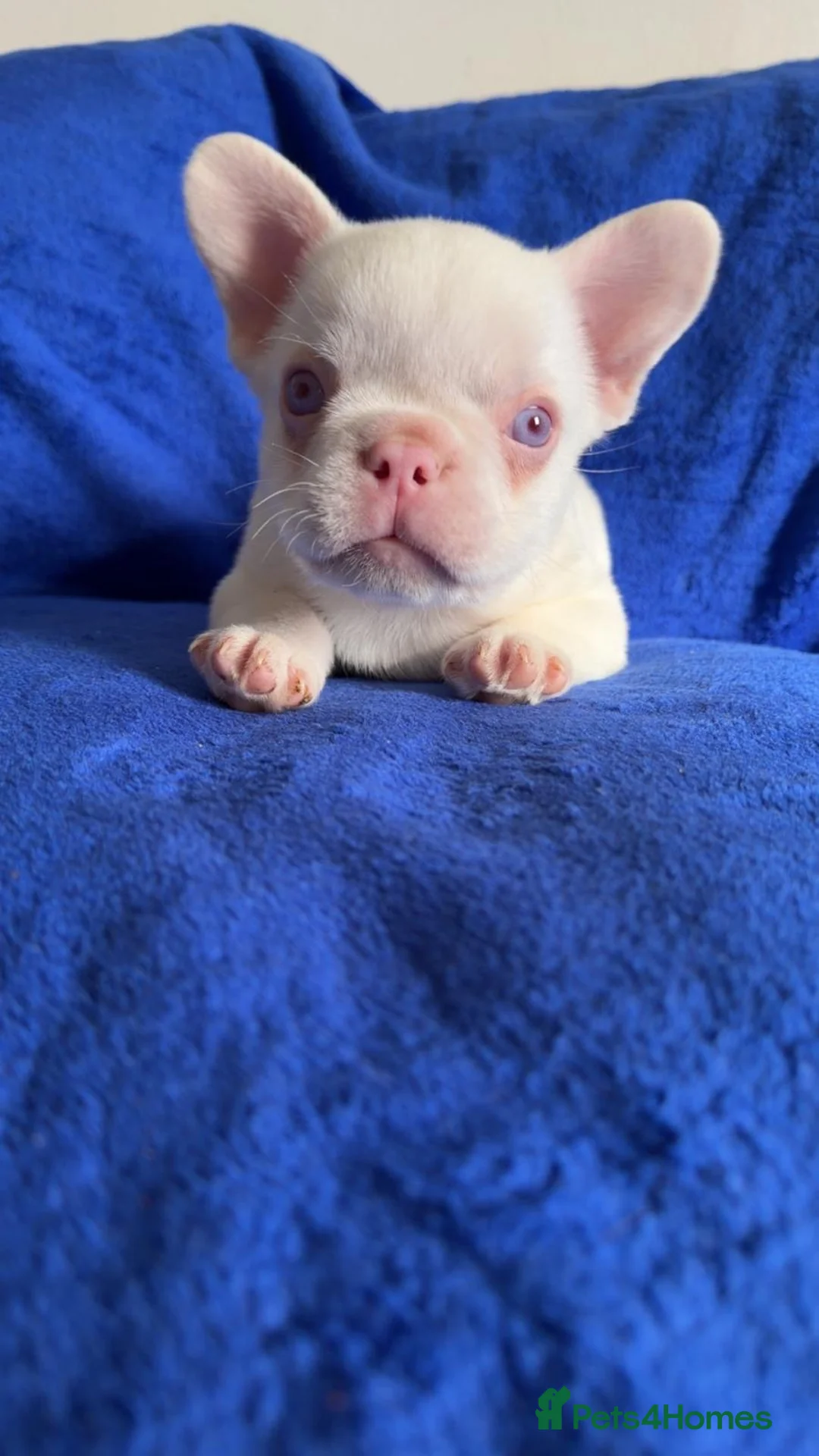 French Bulldog dogs for sale: French bulldog pups  - Advert 7