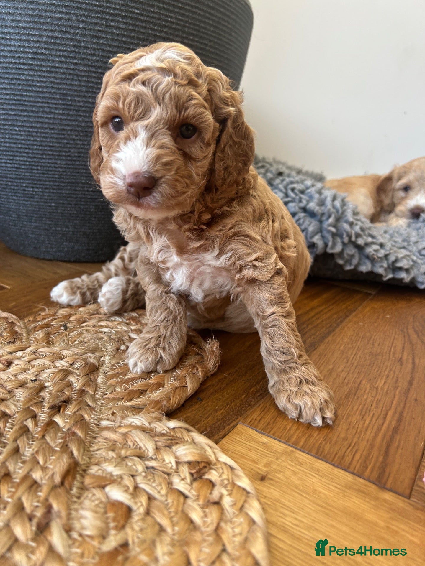 Cockapoo dogs Beautiful Cockapoo puppies (1 LEFT)  - Advert 1