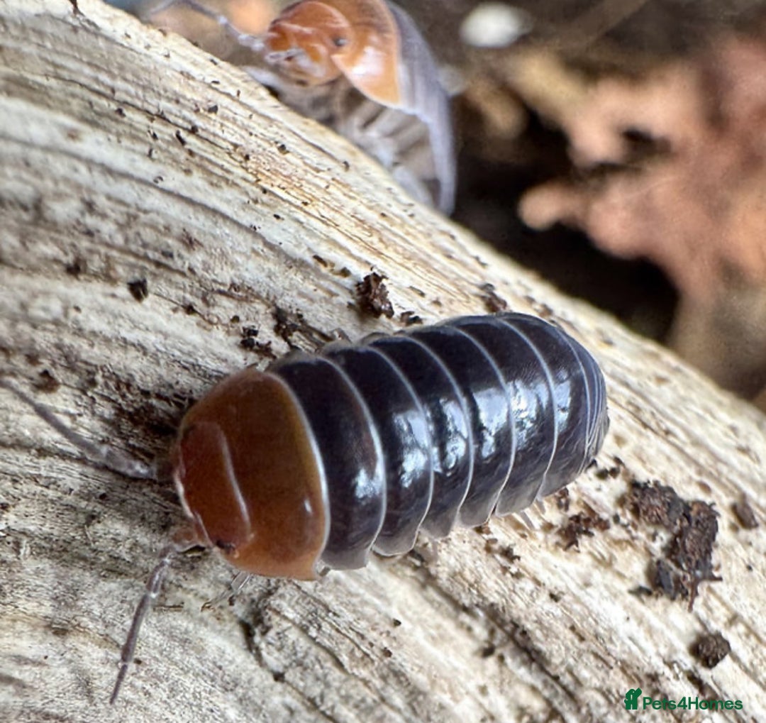 Mixed Breed invertebrates for sale: Isopods and dry goods available!  - Image 3