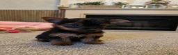 Yorkshire Terrier dogs for sale: Beautiful Yorkshire Terrier Girl Puppies - Advert 2