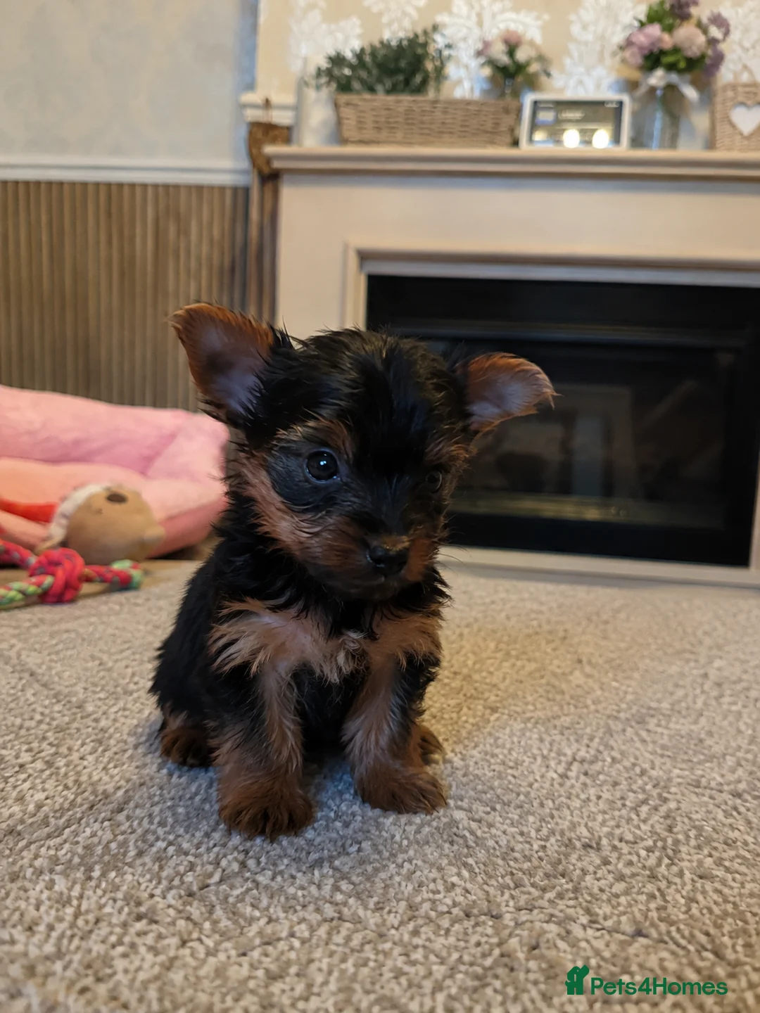 Yorkshire Terrier dogs for sale: Beautiful Yorkshire Terrier Girl Puppies - Advert 2