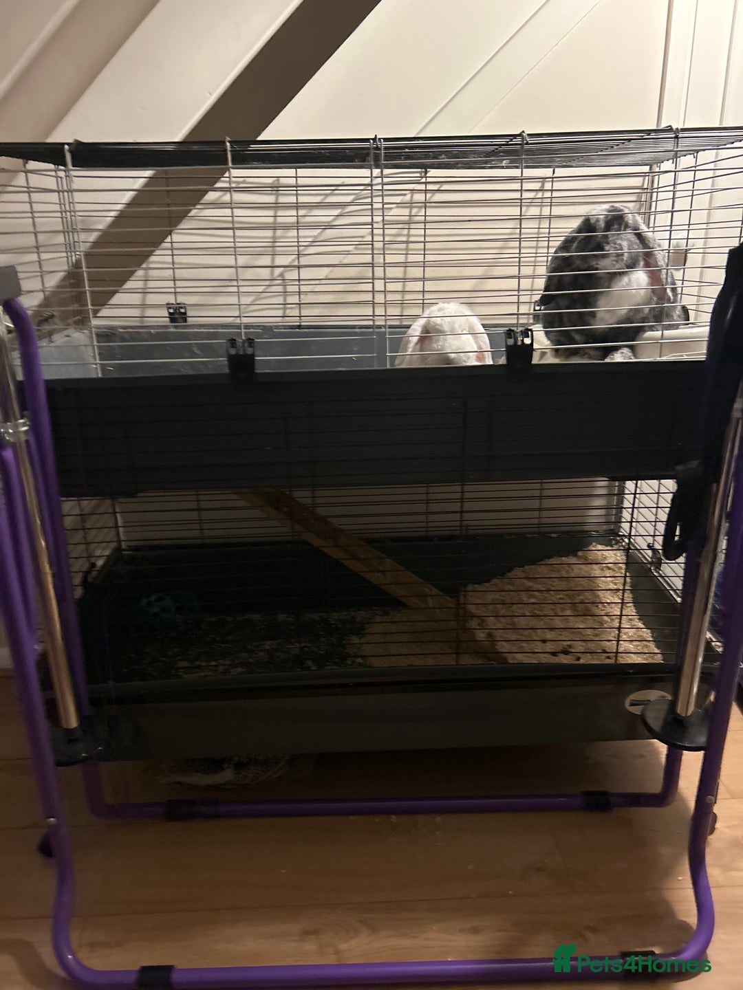 German Lop rabbits for sale: Two male bonded rabbits - Advert 5