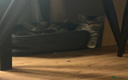 Mixed Breed cats for sale: Kittens - Image 7